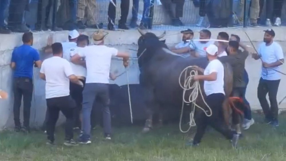 Festivalde güreştirilen boğa, tribüne çıktı