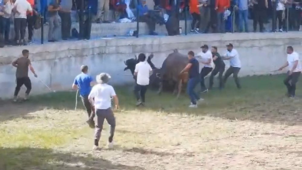 Festivalde güreştirilen boğa, tribüne çıktı