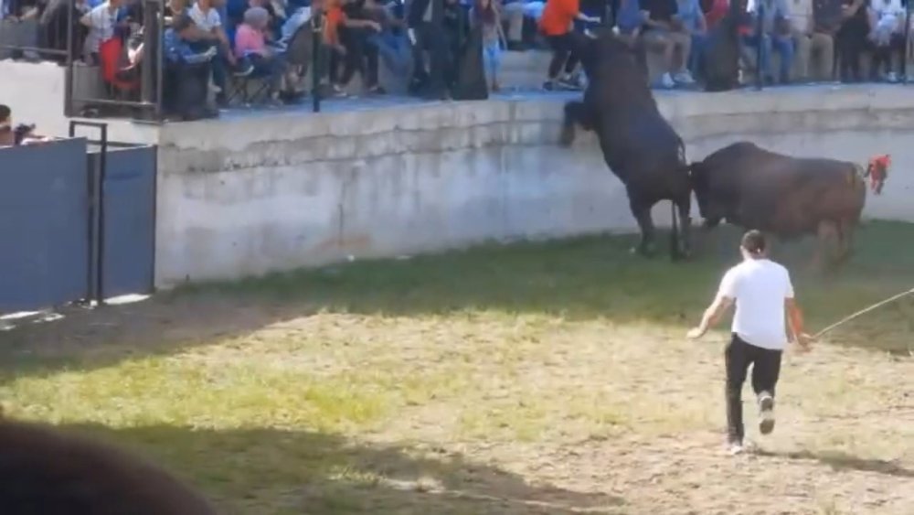 Festivalde güreştirilen boğa, tribüne çıktı