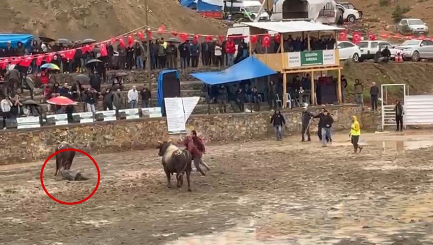 Boğa güreşi festivalinde facia: Rakibinden kaçan bir tonluk boğa hakemin üzerinden geçti