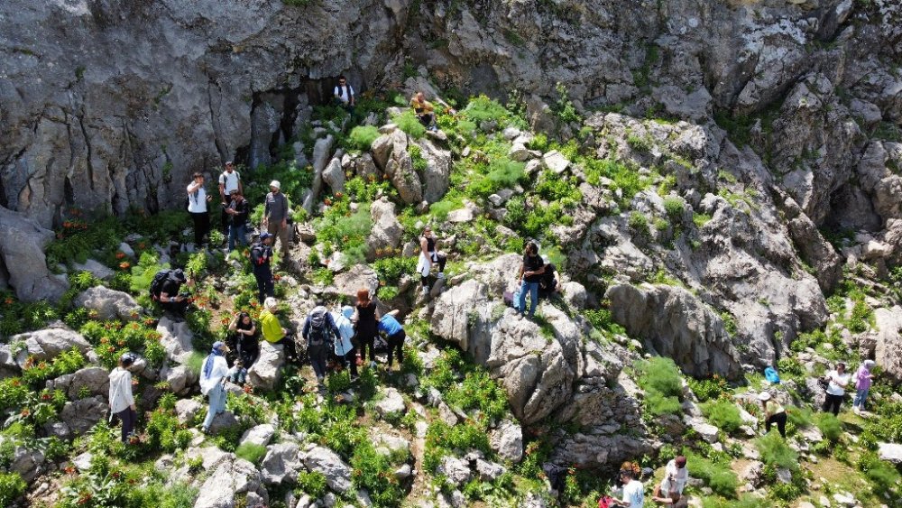 20 günlük ömrü olan çiçeği görmek için kilometrelerce yürüdüler