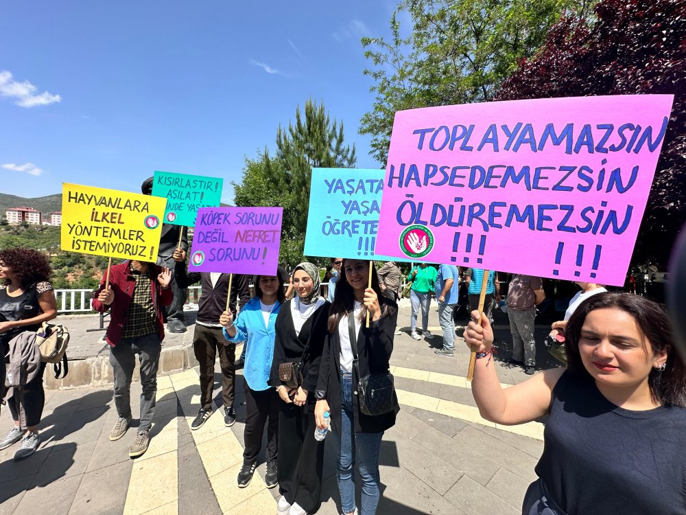 Tunceli’de hayvanseverler sokak hayvanlarının uyutulması teklifine karşı toplandı: 'Vahşetin parçası oldular'