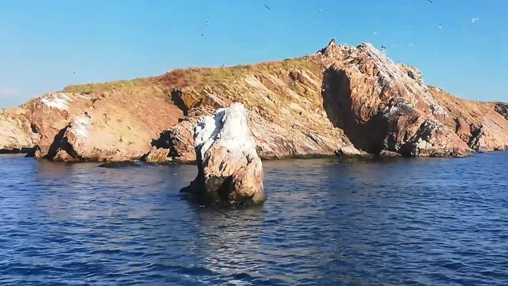 Marmara Denizi’nde mercan çeşitliliği artıyor!