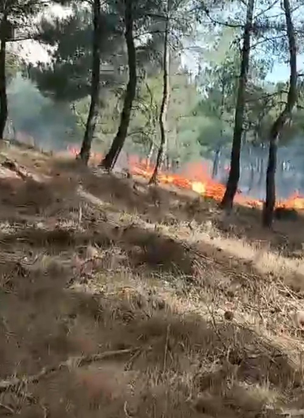 Çanakkale'de orman yangını