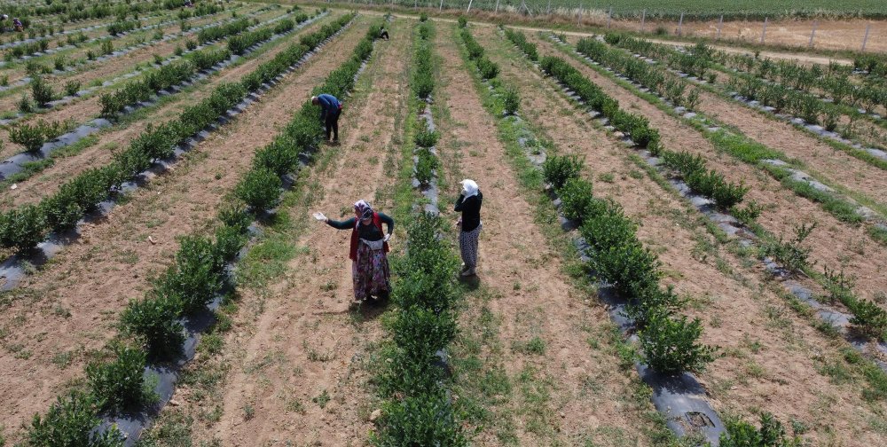 Edirne'de yaban mersini yetiştirip hasadını yaptı