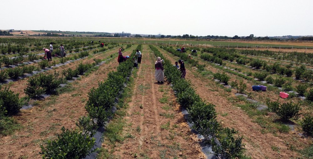 Edirne'de yaban mersini yetiştirip hasadını yaptı