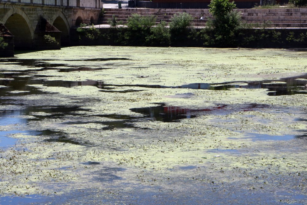 Tunca Nehri'nin yüzeyi yosunla kaplandı, debi yemyeşil oldu