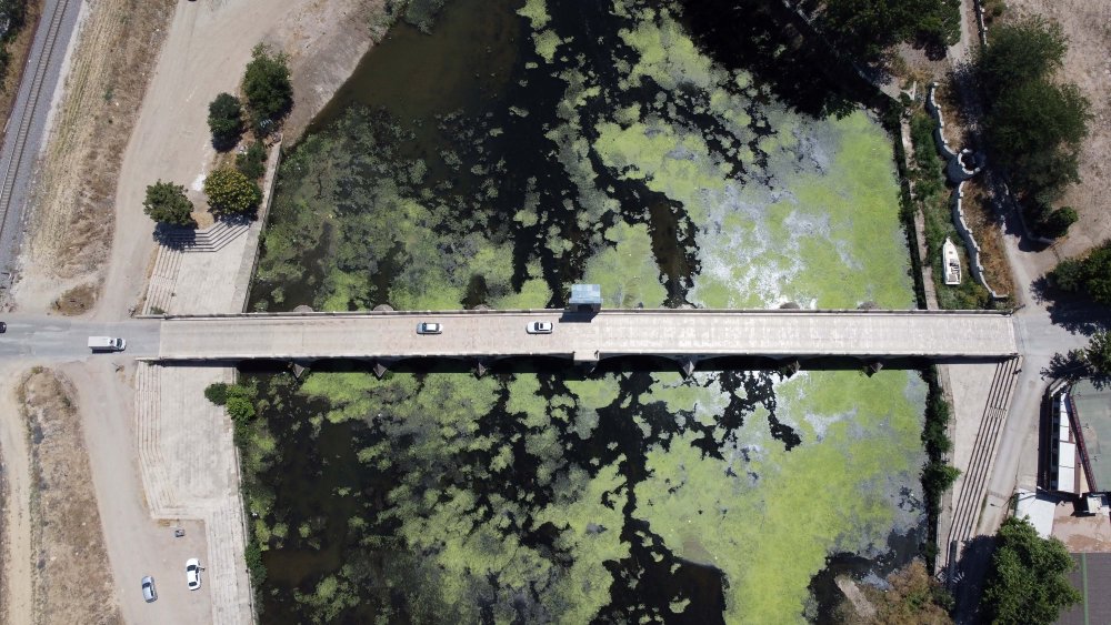 Tunca Nehri'nin yüzeyi yosunla kaplandı, debi yemyeşil oldu