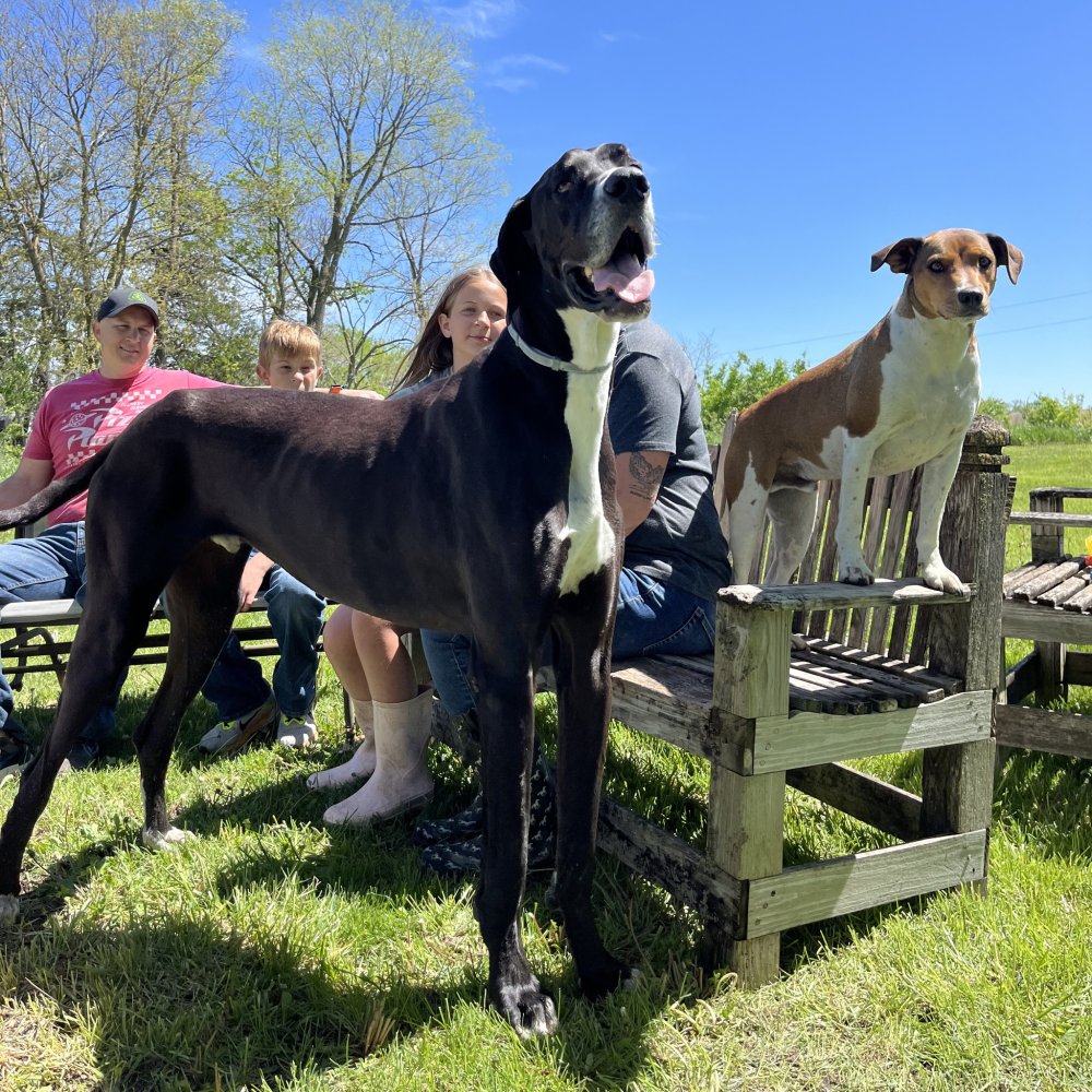 Dünyanın en uzun köpeği hayatını kaybetti