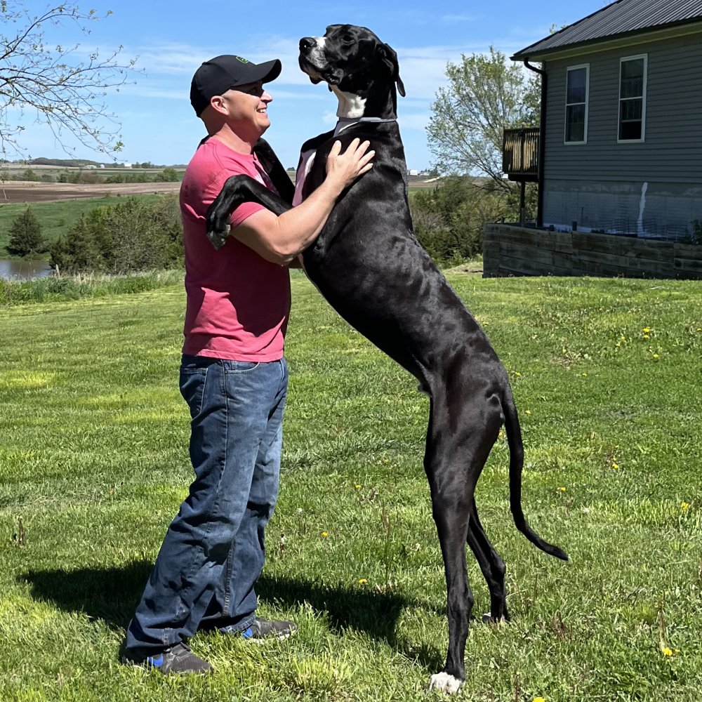 Dünyanın en uzun köpeği hayatını kaybetti