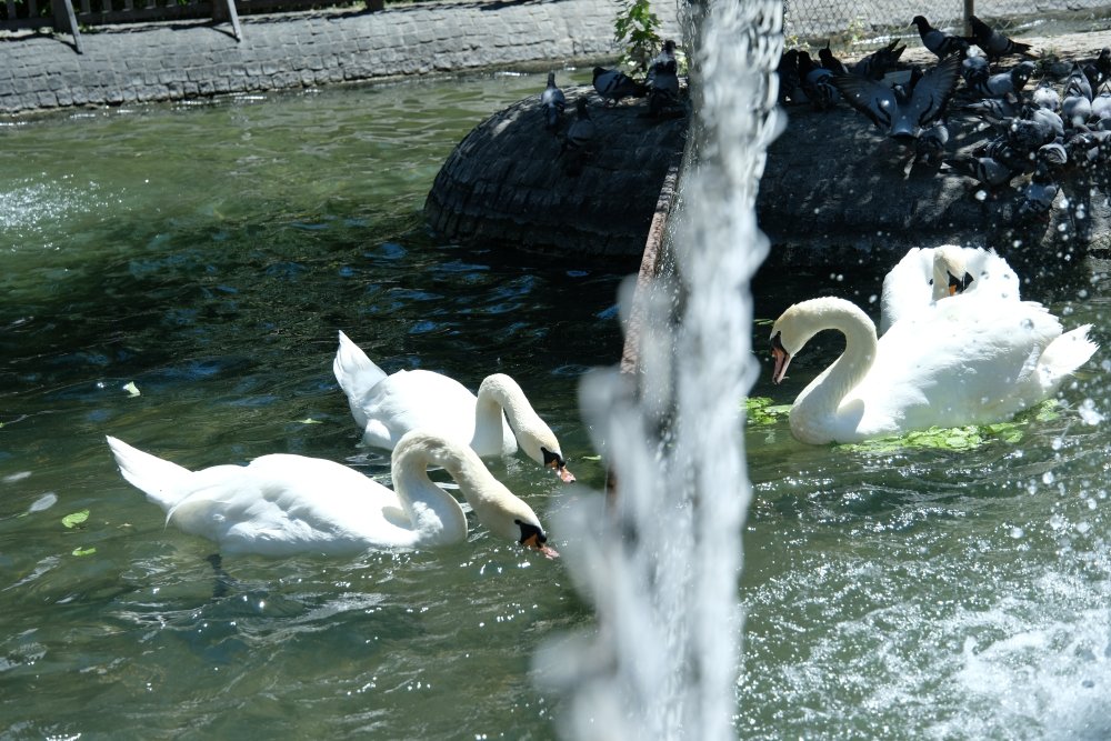 Kuğulu Park’ta kavga eden erkek kuğulara tel örgülü önlem!