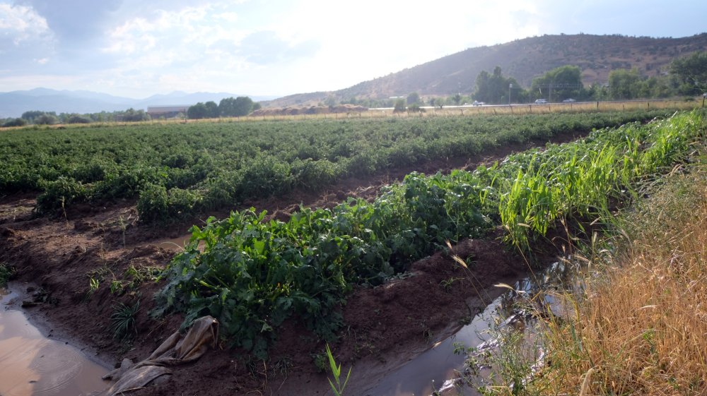 Sağanak ve dolu yağışı ekinlere zarar verdi