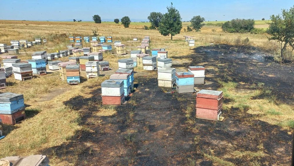 Kırklareli'nde anız yangını! İçinde arıların olduğu 200 kovan yandı