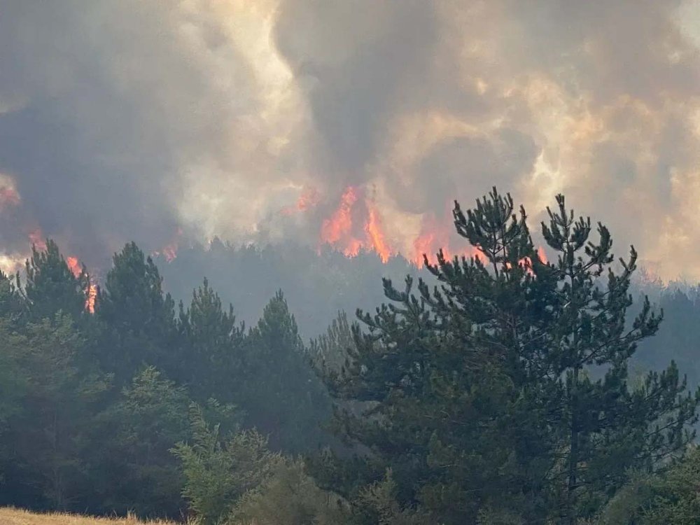 Son dakika! Kastamonu'da orman yangını çıktı