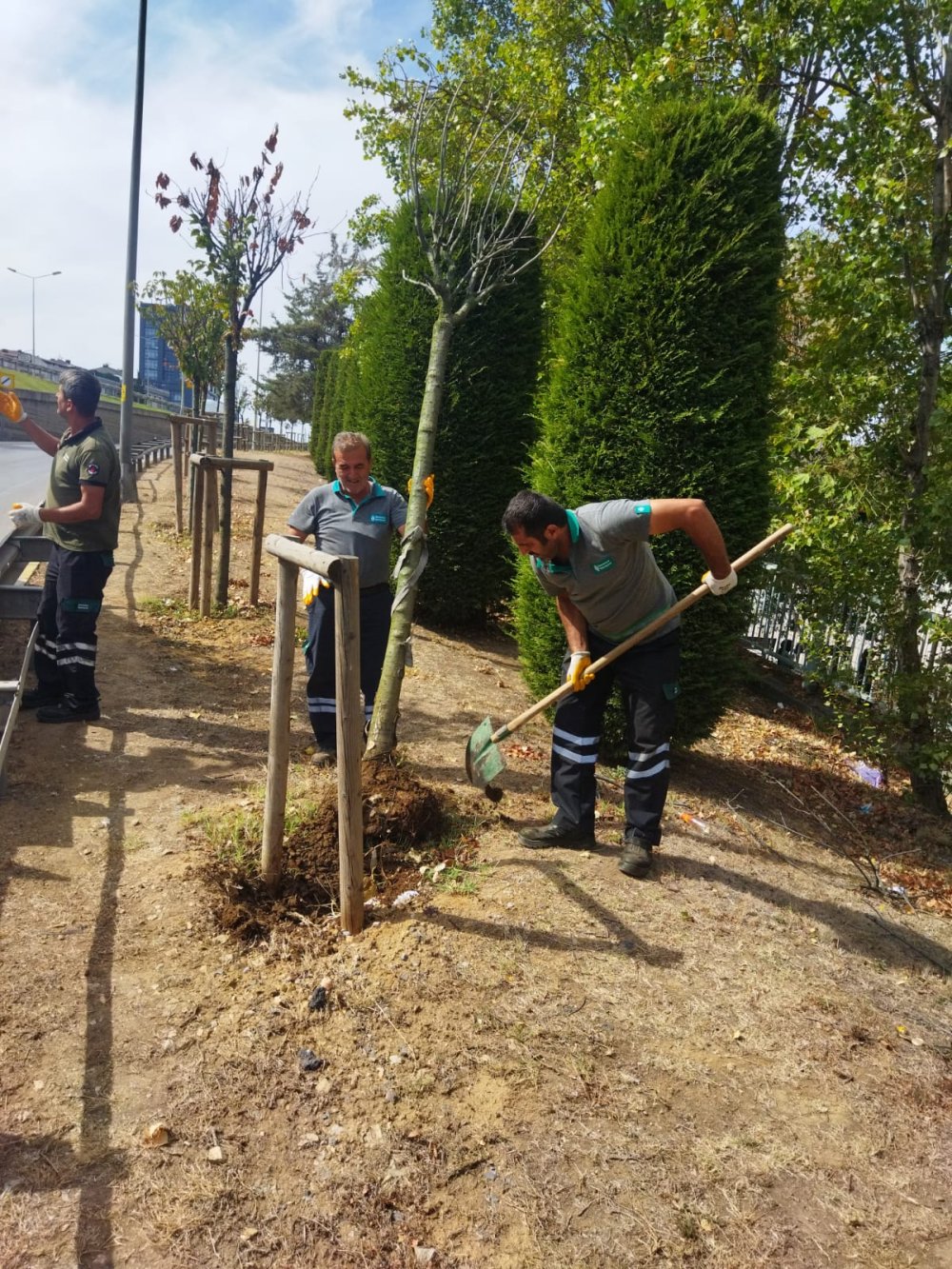 Ümraniye'de 40 bin ağaç toprakla buluştu