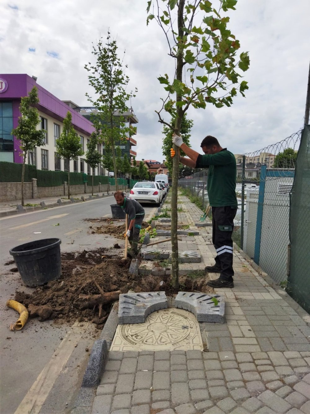 Ümraniye'de 40 bin ağaç toprakla buluştu