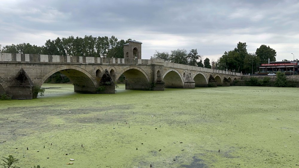 Edirne'de kavurucu sıcaklar ayçiçeği tarlalarını vurdu