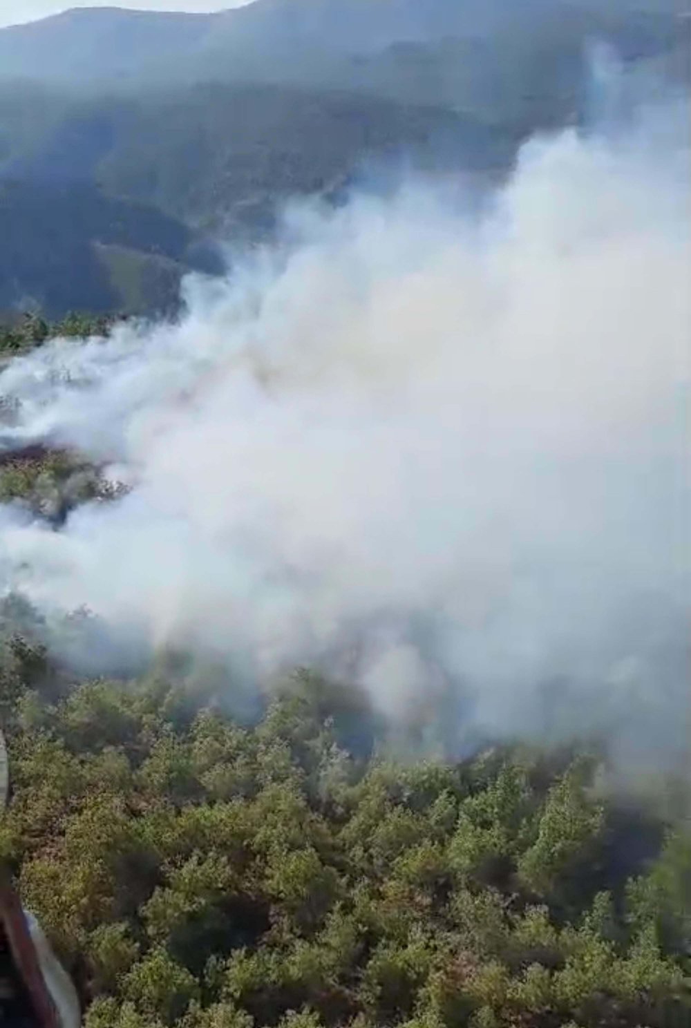 Muğla Milas'ta orman yangını!