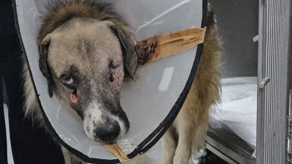 Bedeninde mermiler bulunmuştu... O köpeği Hande Yener sahiplendi