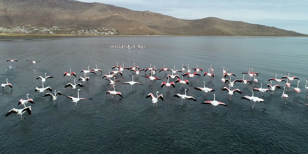 Flamingolar bu yıl geç geldi ama çok geldi!