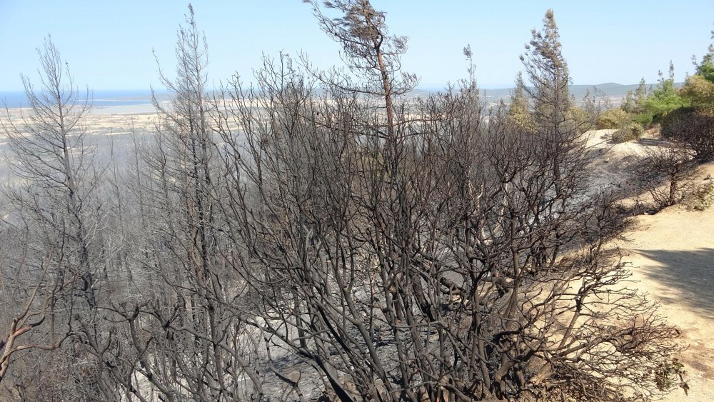 Çanakkale'deki orman yangınında herhangi bir anıt, heykel ve müzeler zarar görmedi