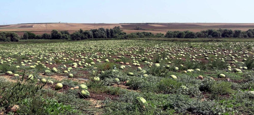 Tekirdağ'da dolunun zarar verdiği 700 dönüm karpuz tarlada kaldı!