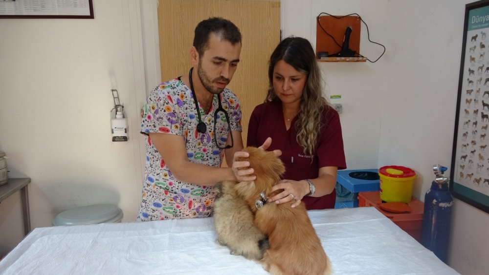 Evde işkenceye maruz kalan köpekleri çok sayıda dernek ve vatandaş sahiplenmek için harekete geçti