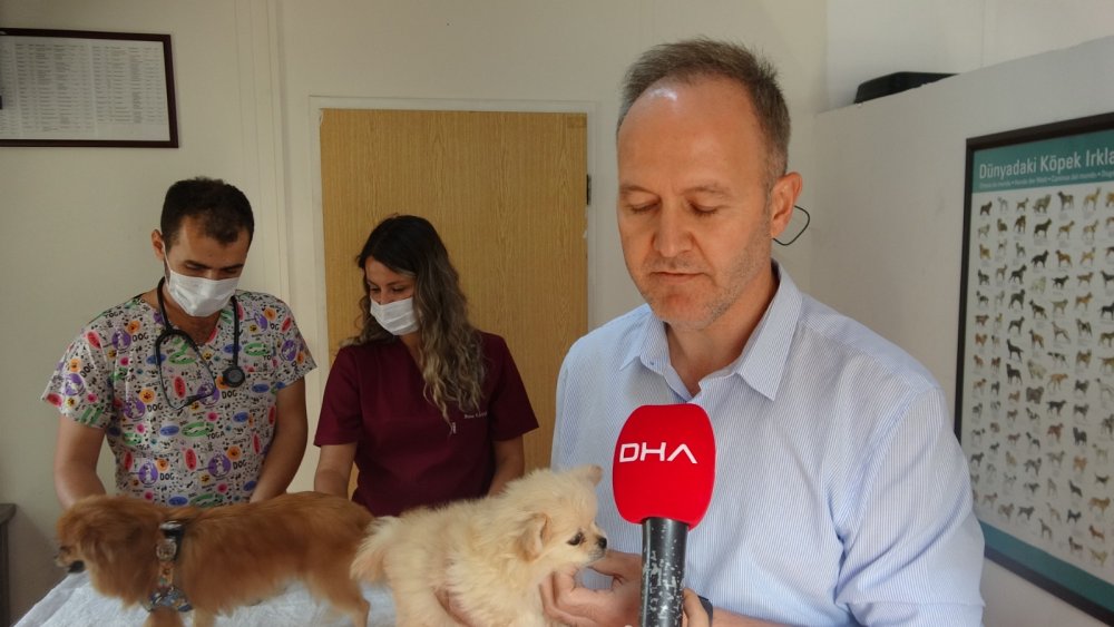 Evde işkenceye maruz kalan köpekleri çok sayıda dernek ve vatandaş sahiplenmek için harekete geçti