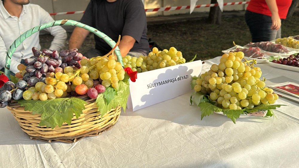 Bağ Bozumu Şenliği başladı, tarlalarda üzümler toplandı