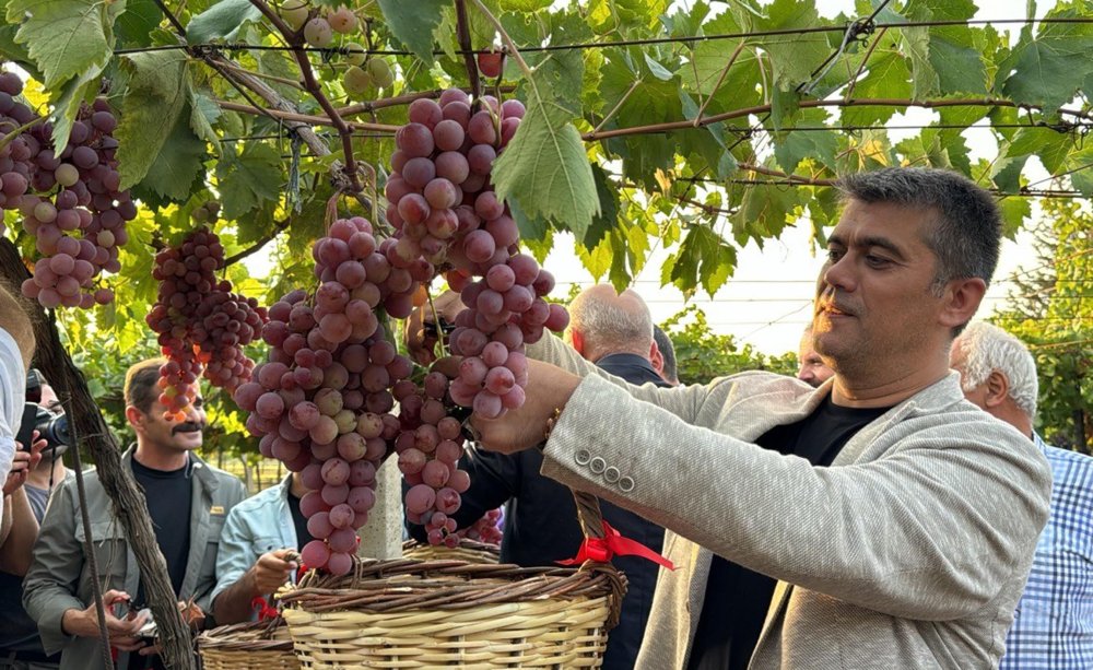 Bağ Bozumu Şenliği başladı, tarlalarda üzümler toplandı