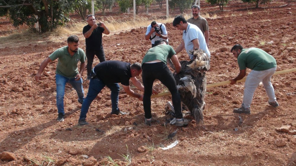 Kilis'te bir mahallede deve kuşu bulundu