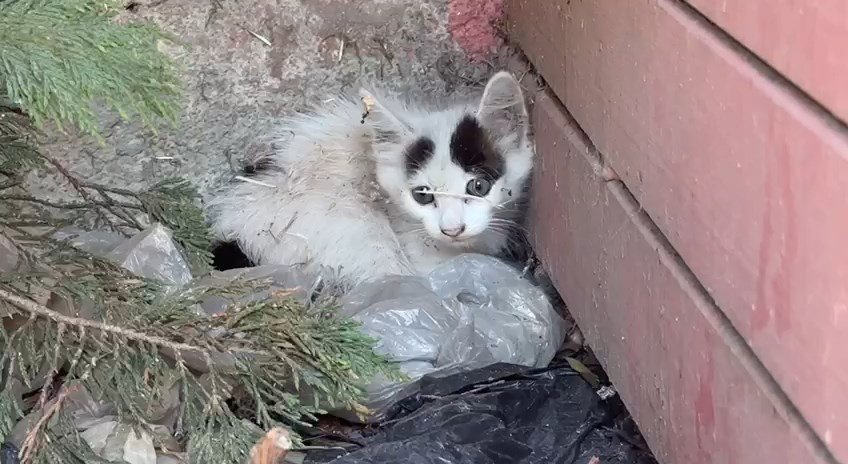 Avcılar'da kanalizasyona düşen kedileri itfaiye kurtardı