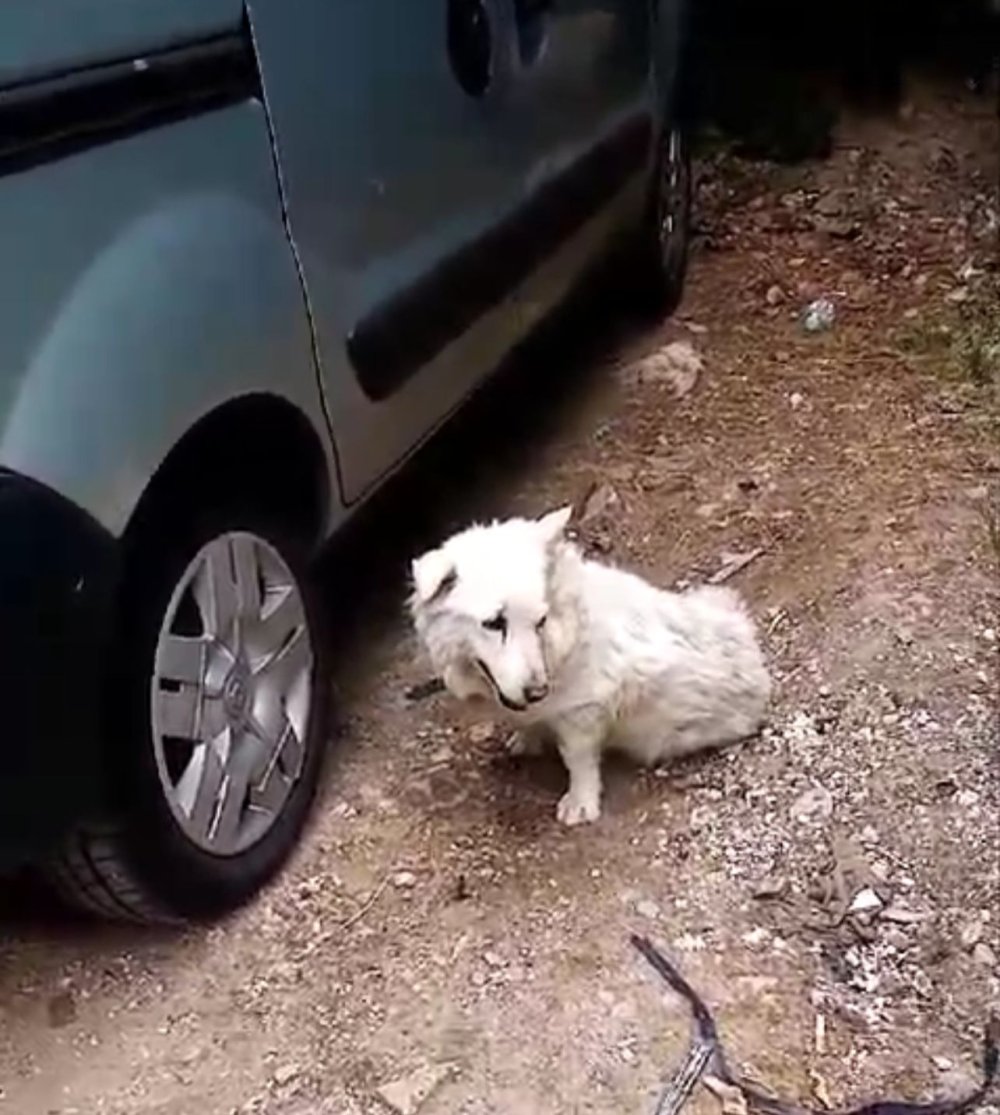 Kargo şirketinin aracıyla ezdiği köpeği bırakıp yoluna devam etti: O anlar kameraya yansıdı