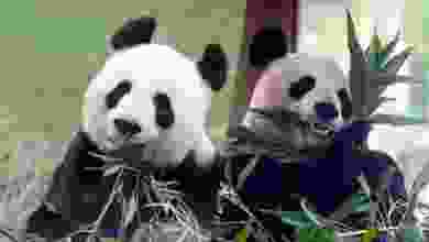 Çin, San Diego Hayvanat Bahçesi'ne iki panda gönderiyor