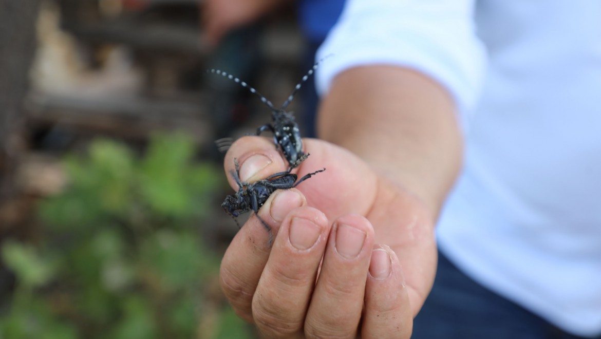 Muğla'da Turunçgil Uzun Antenli Böceği ile mücadele