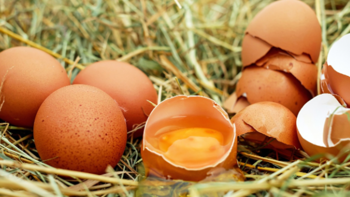 Tavuk yumurtası üretimi Mayıs'ta yıllık yüzde 7,1 artışla 1,76 milyar adete yükseldi