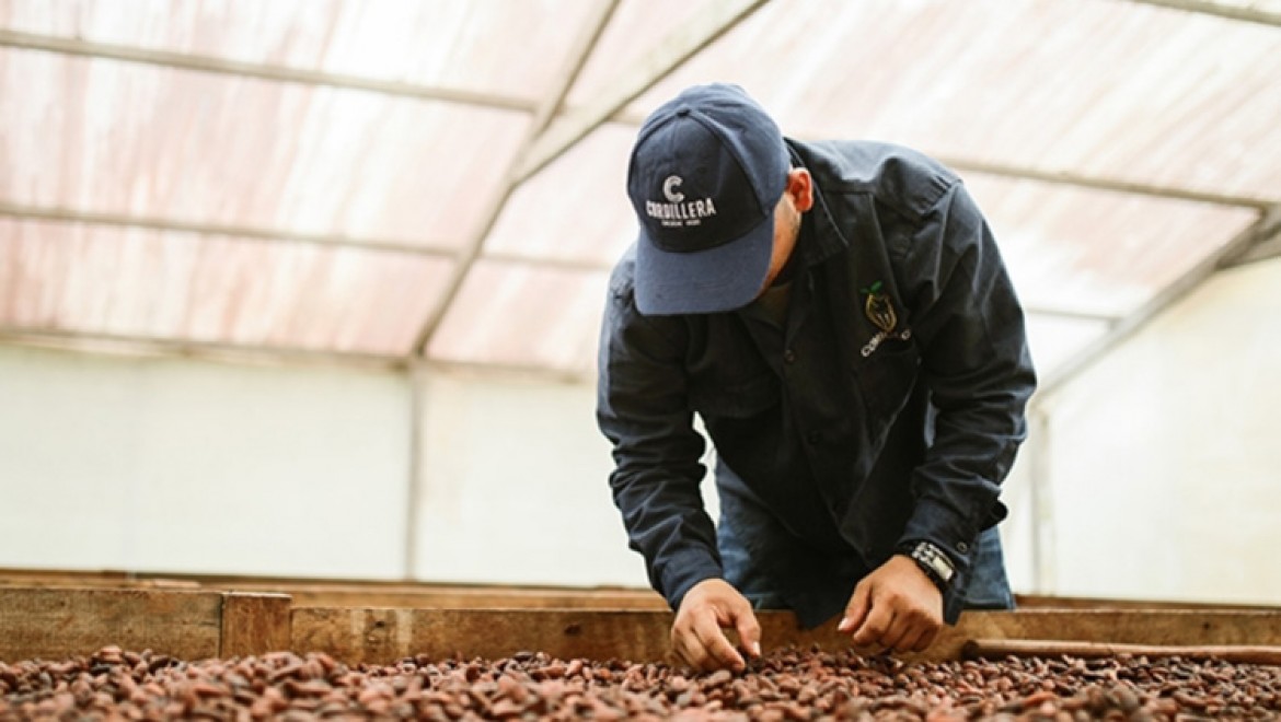 Kakao fiyatlarında tüm zamanların en hızlı haftalık düşüşü