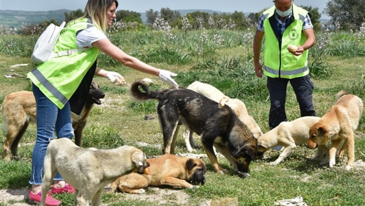 Bursa'da 17 ilçede sahipsiz sokak hayvanlarına destek sağlanıyor