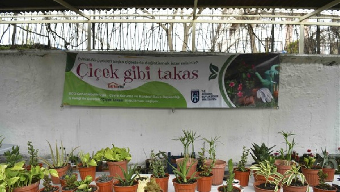 Ankara Büyükşehir Belediyesi "Çiçeğim Takas" uygulamasına devam ediyor