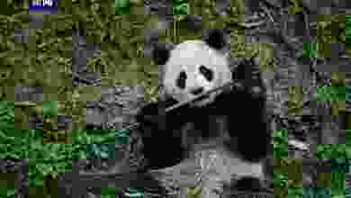 Çin, ABD'ye beş yıl aradan sonra bir çift panda gönderiyor