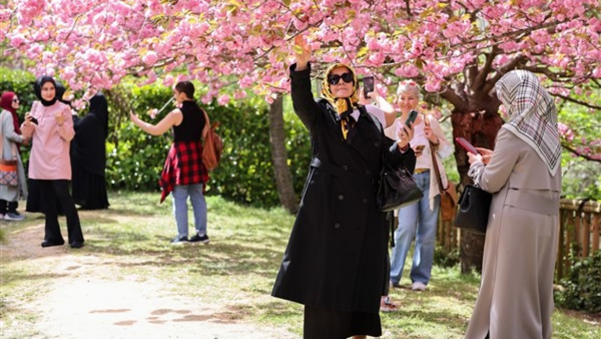 Baltalimanı Japon Bahçesi'ndeki sakura ağaçları baharın gelişini müjdeliyor