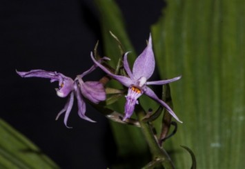 Çin'de 1,800 metre yükseklikte yeni bir orkide türü bulundu