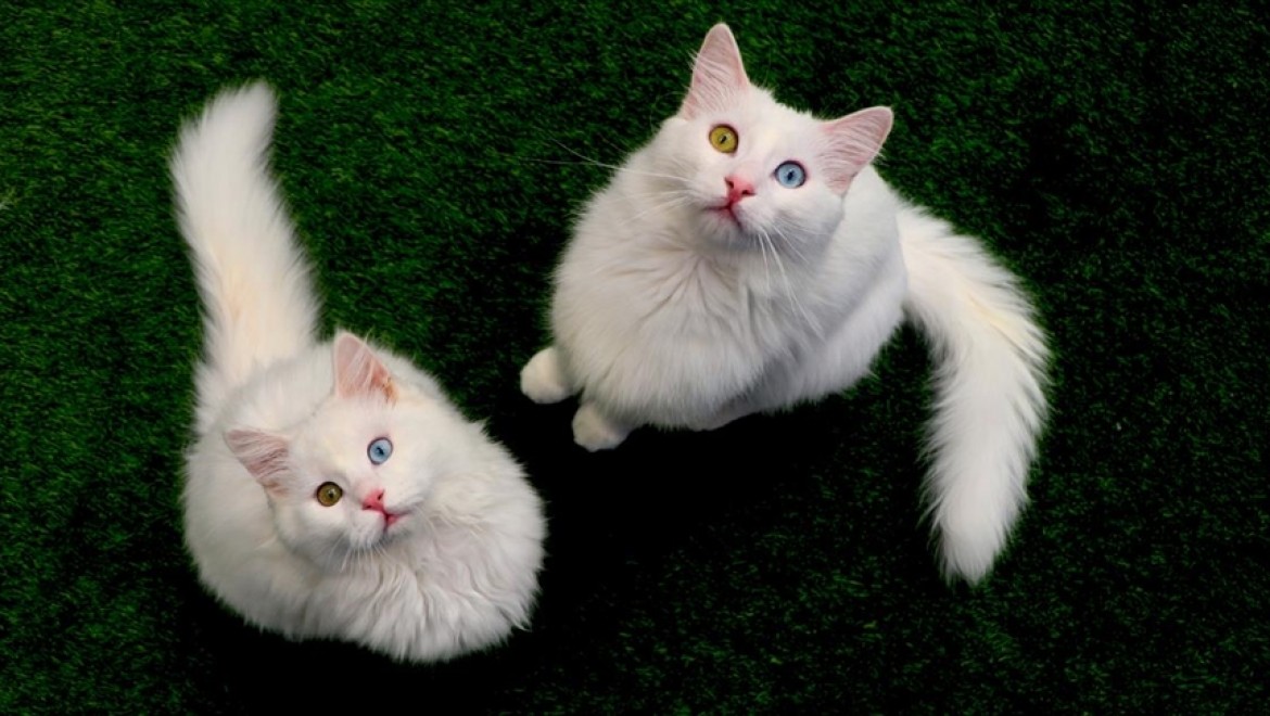 Van kedileri 'uluslararası sağlık karnesi' ile sahiplendiriliyor