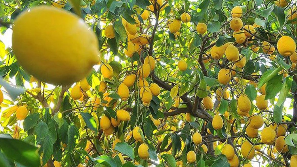 Limon ihracatı ön izne bağlandı
