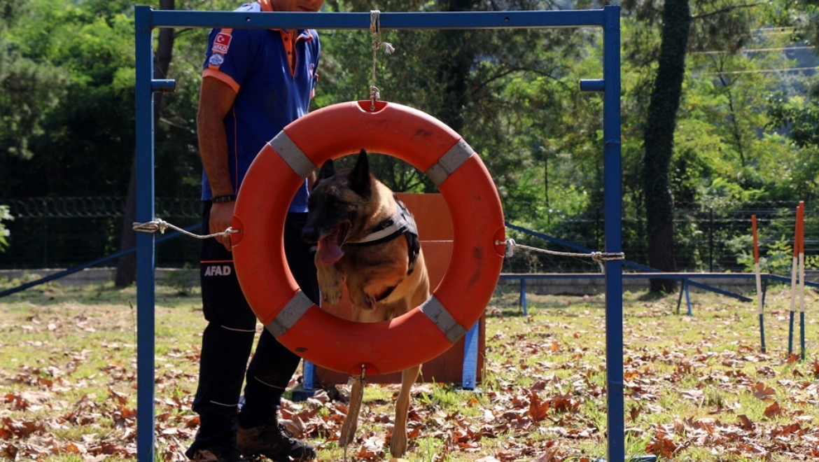 Altın burunlu köpekler AFAD'da yetişiyor