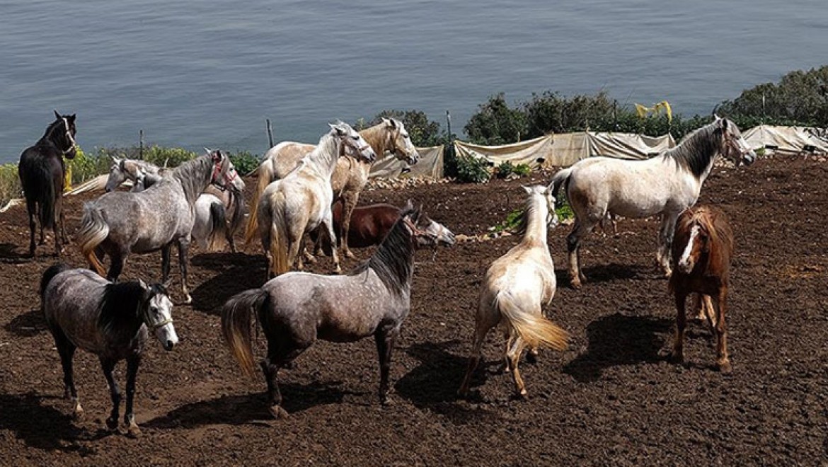 Adalar'daki atların akıbeti belirsizliğini koruyor
