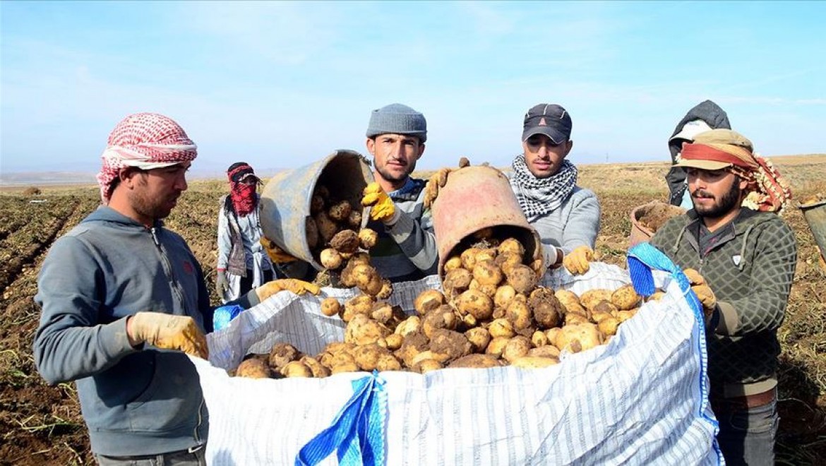 Bitlis'te patatesten 260 milyon liralık gelir hedefleniyor