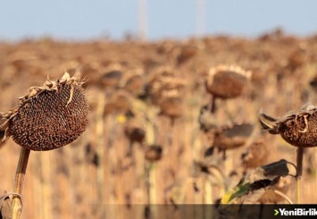 Kırklareli'nde kuraklıktan etkilenen ayçiçeğinin hasadı sürüyor
