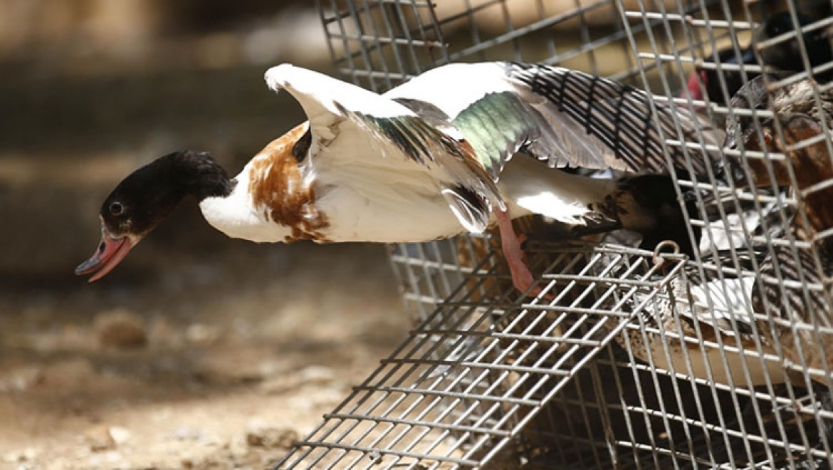 Antalya'da el konulan kuş türleri, yediemin olarak hayvanat bahçesinde tutuluyor