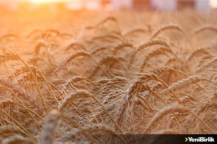 Ukrayna milyonlarca ton tahıl stokunun ihracı için çözüm arayışında